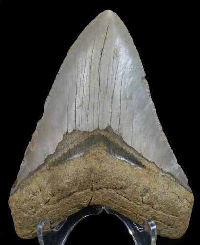 Megalodon Tooth - North Carolina #67302